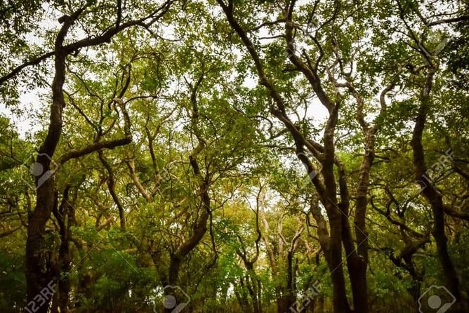 Mechrey Floating Village Tour & Mangrove from Siem Reap - One hour on the Tonlé Sap