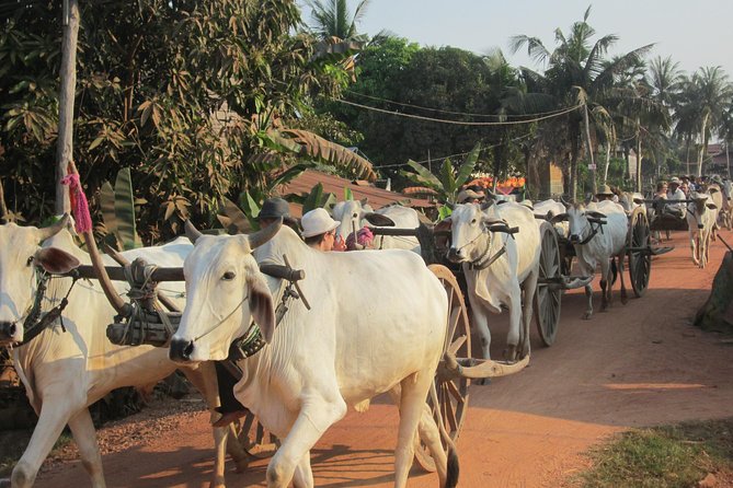 Ox-cart Culture Tour, Countryside Experince in Siem Reap - Meeting the Chreav community guide