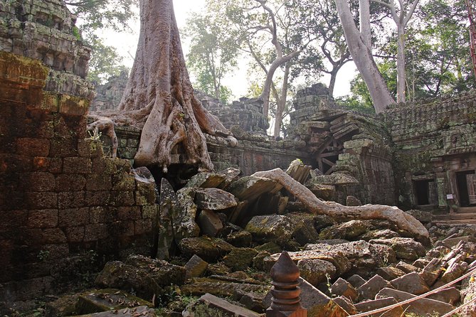 Personalised Angkor Wat Day Tour by an Air-conditioned Car - Ta Prohm, the temple most people picture first