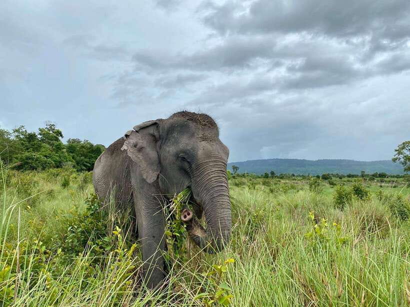 Phnom Kulen Park: Tour with Elephant Forest from Siem Reap - Key things to know before booking