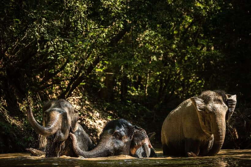 Phnom Kulen Park: Tour with Elephant Forest from Siem Reap - What to pack for Phnom Kulen