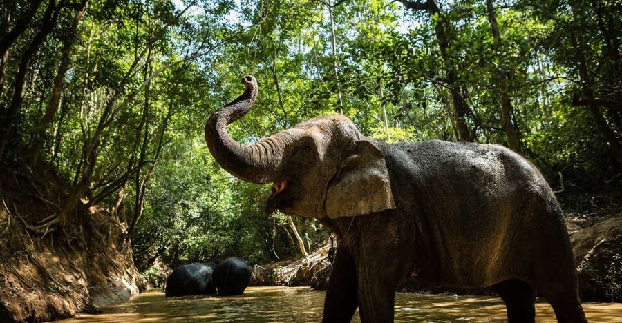 Phnom Kulen Park: Tour with Elephant Forest from Siem Reap - Why the small group and guides matter