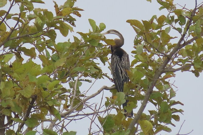 Phnom Penh Birding Experience and Brunch - 7:30 am breakfast beside the water