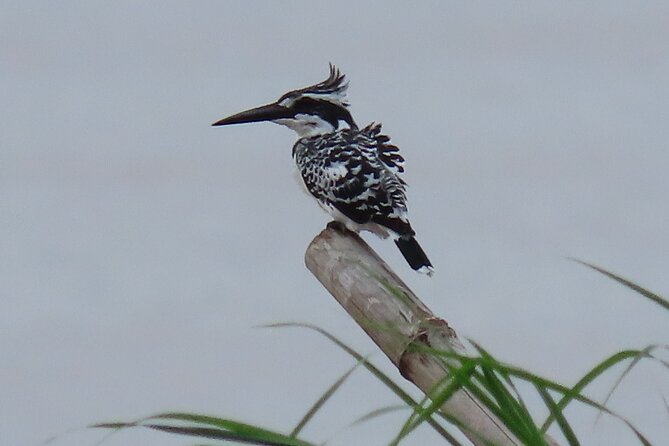 Phnom Penh Birding Experience and Brunch - What the guide and transport add