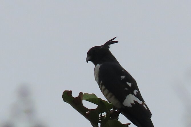 Phnom Penh Birding Experience and Brunch - Is $85 a fair price?