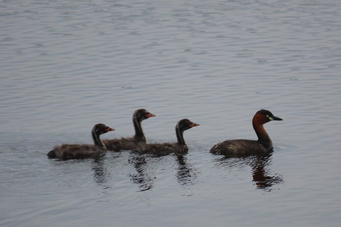 Phnom Penh Birding Experience and Brunch - Who should book this experience?