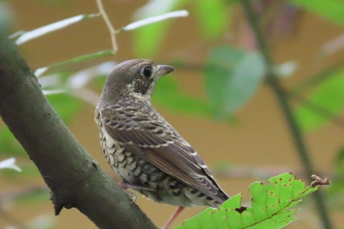 Phnom Penh Birding Experience and Brunch - 6:30 am at the Skyland 7NG rice fields
