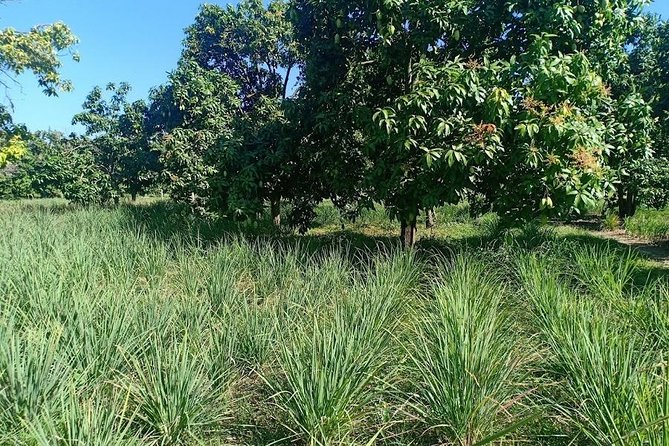 Phnom Penh Countryside Cycle Tour - Cycling back and returning to Phnom Penh