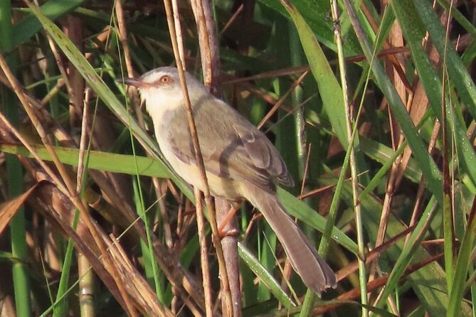 Phnom Penh & Kirirom National Park Birds Tour - Why this two-day route works for birders