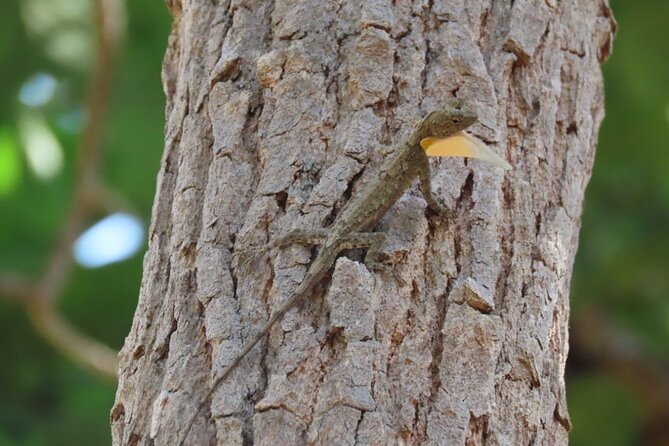 Phnom Penh & Kirirom National Park Birds Tour - The 5:30 a.m. start and Mekong crossing