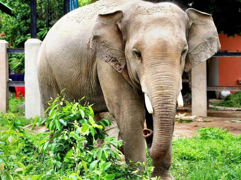Phnom Tamao Wildlife Center & Buddha Kiri Cambodia Day Tour - The guide and driver can shape the whole day