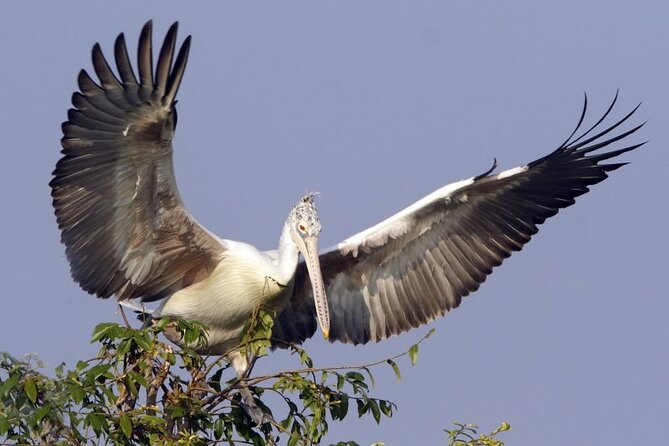 Prek Toal Birds Sanctuary and floating Village Private Day Tour - Key Points Before You Book