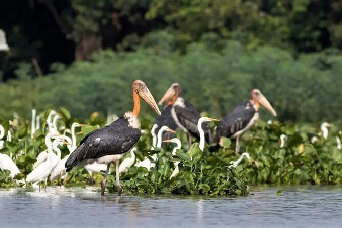 Prek Toal Birds Sanctuary and floating Village Private Day Tour - The Seasonal Route: Chong Kneas or Mechrey