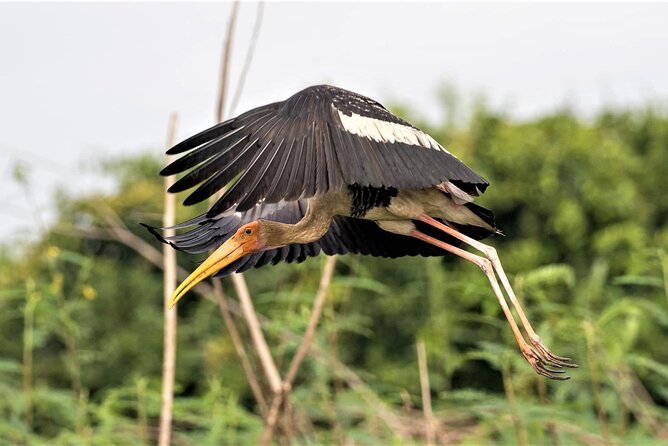 Prek Toal Birds Sanctuary and floating Village Private Day Tour - What the Private Format Adds