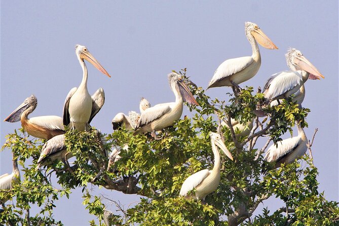 Prek Toal Birds Sanctuary and floating Village Private Day Tour - Is $170.05 Per Person Good Value?