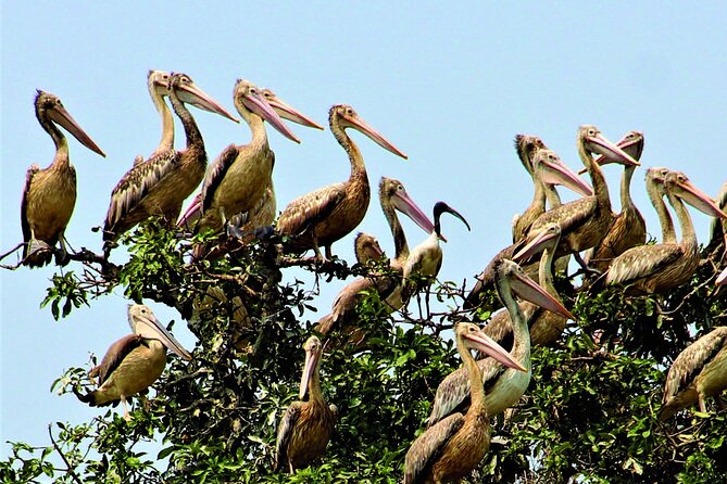 Prek Toal Birds Sanctuary and floating Village Private Day Tour - Crossing Tonle Sap for About Two Hours