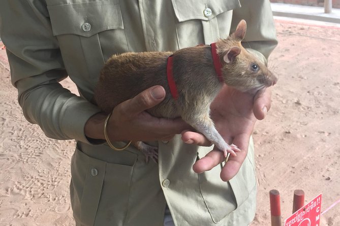 Private Tour: HERO Rats & Angkor National Museum - Apopo’s one-hour lesson in landmine removal