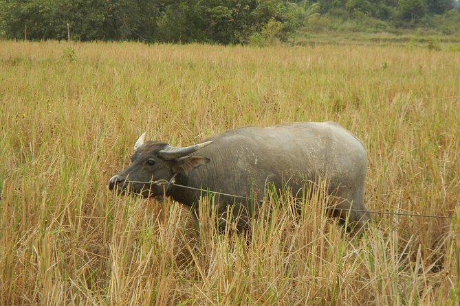 Rice Fields & Rural Villages Tour - Fitness, children, and riding comfort