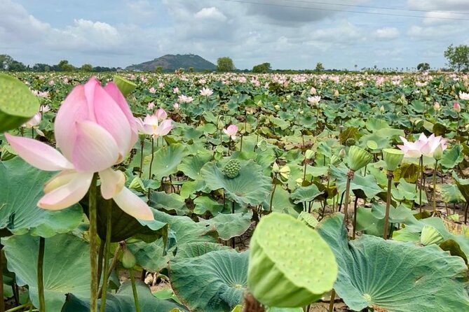 Rural Countryside Experience Tour in Siem Reap - Why this tour is different from a temple day