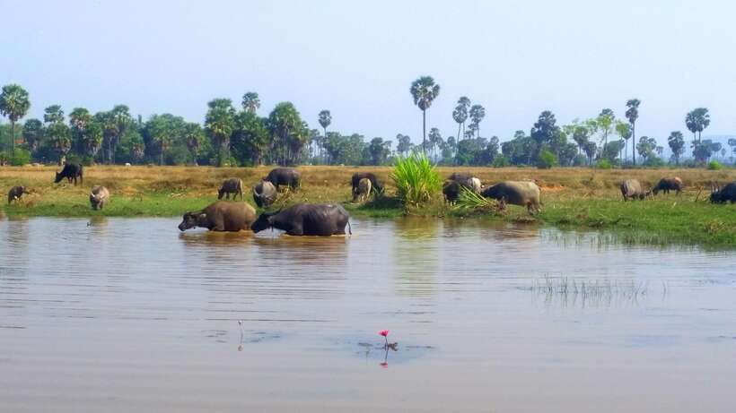 Siem Reap: 6-Hour Easy Rider Motorbike Tour - Lunch by the Lake With Kulen Mountain Views