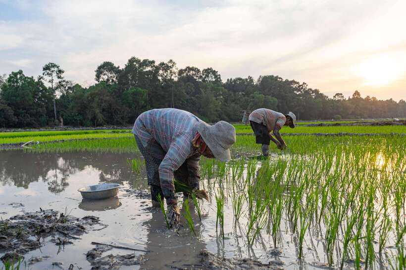 Siem Reap: Afternoon Cooking Class & Village Tour - Who Will Enjoy This Experience Most?