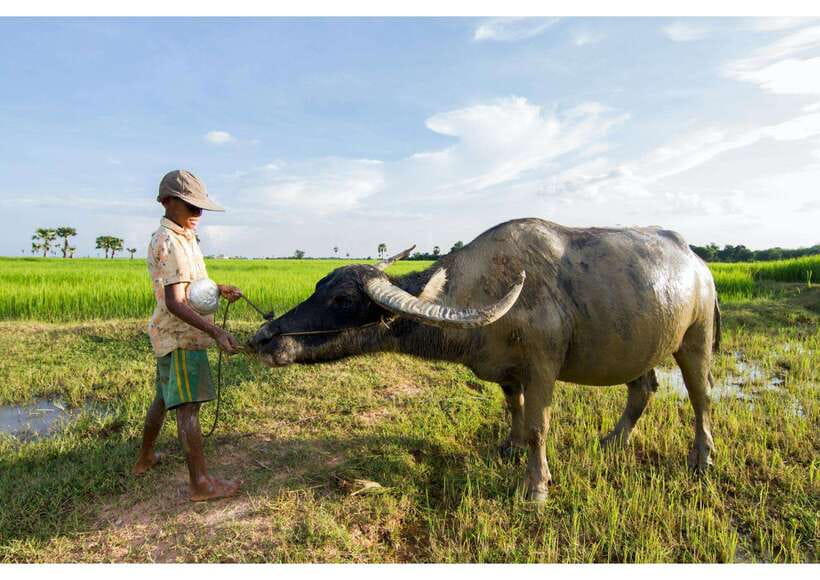 Siem Reap: Afternoon Cooking Class & Village Tour - Picking Ingredients At Vegetable And Mushroom Farms
