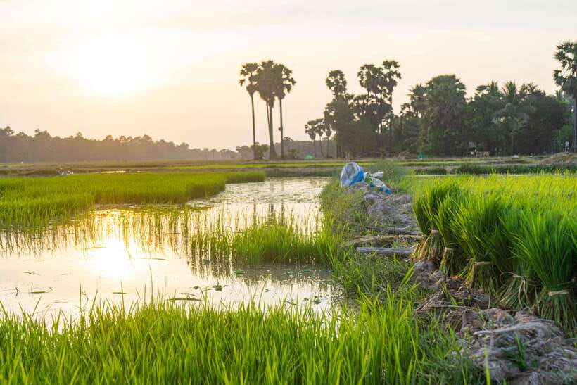 Siem Reap: Afternoon Cooking Class & Village Tour - Learning Khmer Cooking With A Local Chef