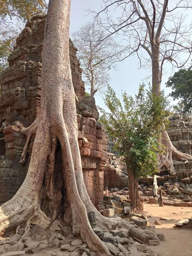 Siem Reap: Angkor Full-Day Group Tour with Japanese Guide - Ta Prohm and the power of nature