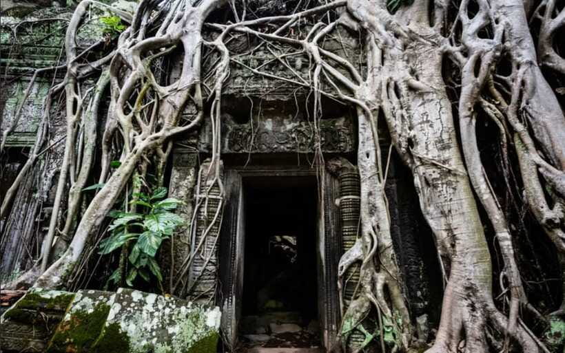 Siem Reap: Angkor Temples Tour - Shared Tours tours guide - Ta Prohm and the power of the jungle temple