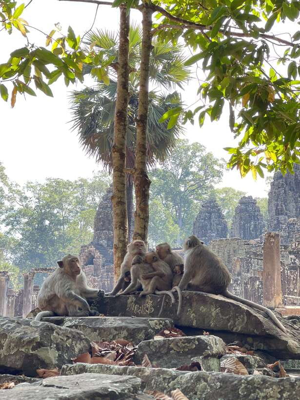 Siem Reap: Angkor Wat Private full Day Tour - Ta Prohm, where the jungle meets the ruins