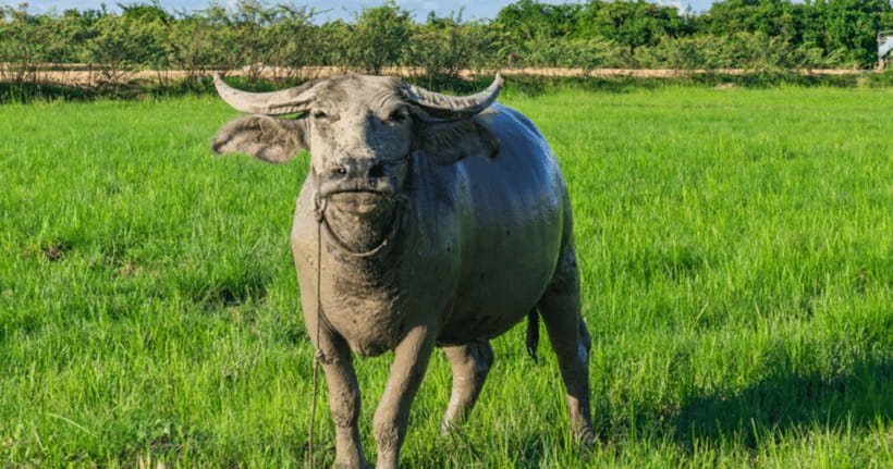 Siem Reap: Countryside Sunset Jeep Tour / SUV Available - The winery stop adds variety