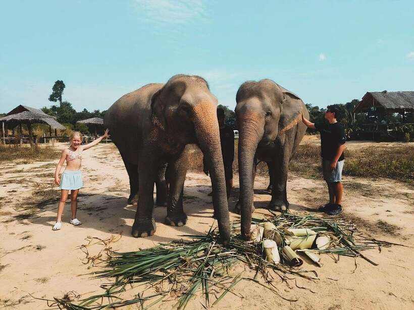 Siem Reap: Elephant Sanctuary Included Hotel Pickup Drop-off - Preparing Nutritious Meals