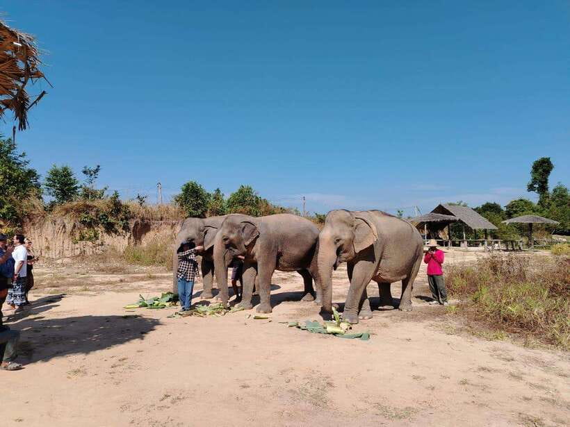 Siem Reap: Elephants & Apopo Rat Demining Private Trip - What the $15 price really covers
