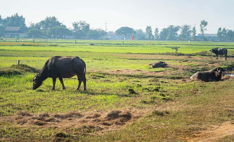 Siem Reap: Guided Countryside Bike Tour - Leaving Siem Reap by tuk-tuk and bicycle