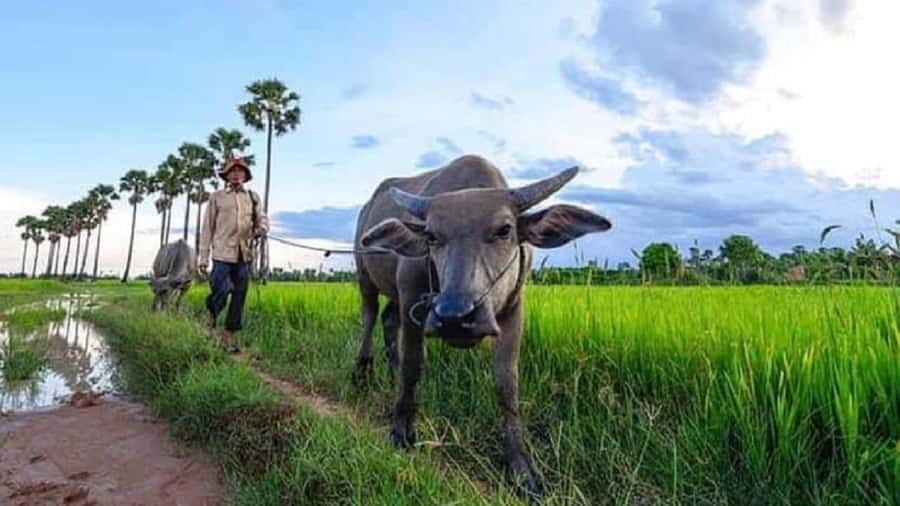 Siem Reap: Guided Countryside Sunset Tour by Jeep - Who will enjoy this experience most