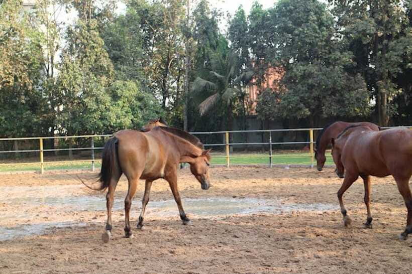 Siem Reap Happy Horse Riding Free Pick-up & Drop-off - Why the pace works for beginners
