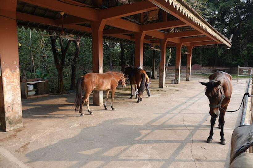 Siem Reap Happy Horse Riding Free Pick-up & Drop-off - What to bring and what to confirm