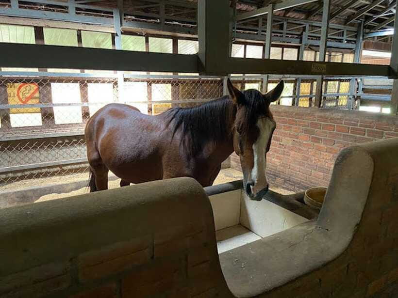 Siem Reap Happy Horse Riding Free Pick-up & Drop-off - Who will enjoy this ride most