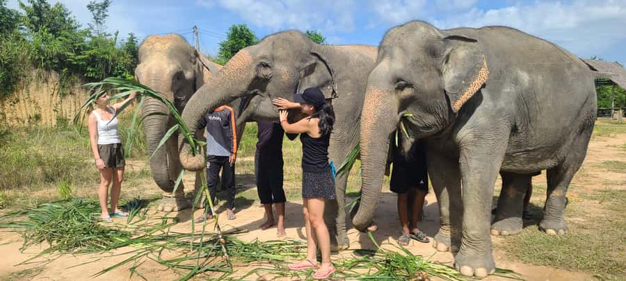 Siem Reap: Kulen Elephant Forest Guided Tour - Following elephants through the Cambodian forest