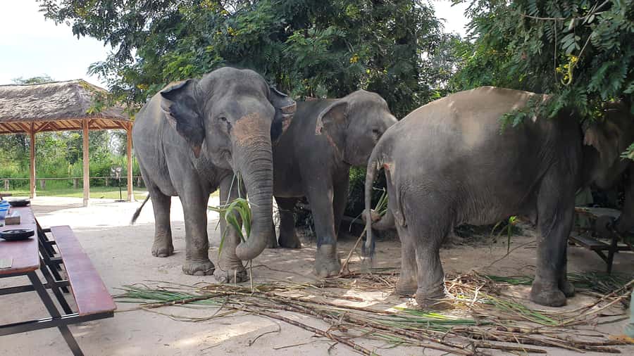 Siem Reap: Kulen Elephant Forest Guided Tour - The opening briefing and handmade elephant snacks