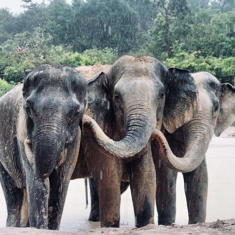 Siem Reap: Kulen Elephant Forest & Tonlesap Lake - The 2-kilometer walk through the forest