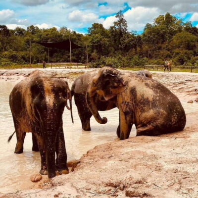 Kulen Elephant Forest & Tonlesap Lake