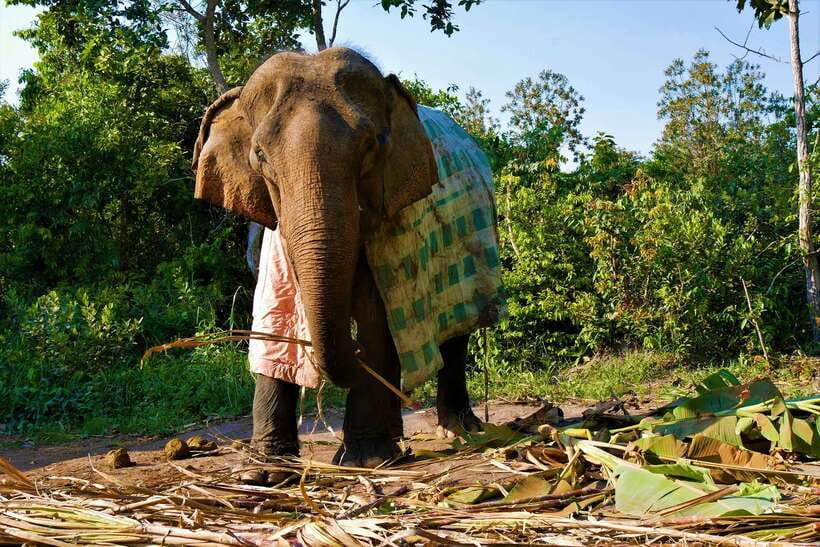 Siem Reap: Kulen Elephant Forest & Tonlesap Lake - Why the elephant visit earns the strongest praise