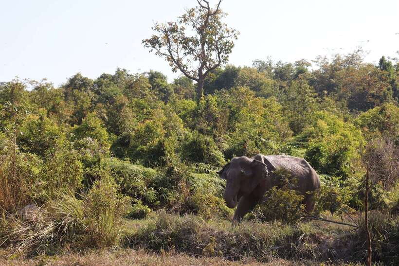 Siem Reap: Kulen Elephant Forest & Tonlesap Lake - Cruising through Kompong Phluk