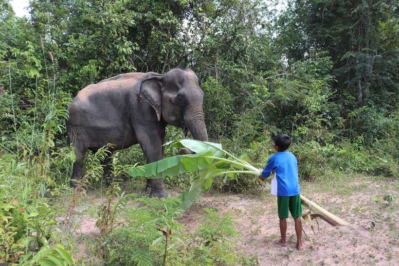 Siem Reap: Kulen Elephant Forest & Tonlesap Lake - The flooded forest and seasonal canoe ride