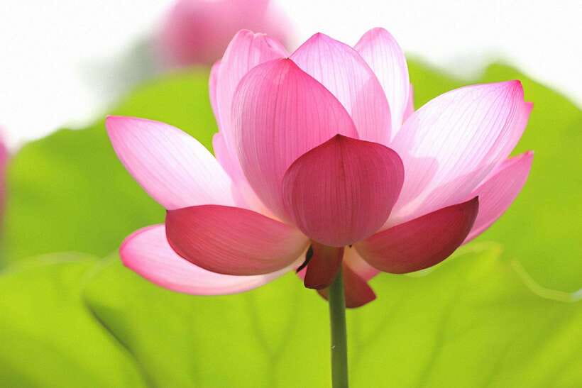 Siem Reap Lotus Silk Farm Discovery tour & Lake experience - What the $20 Experience Really Includes