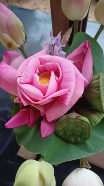 Siem Reap: Lotus Silk Farm- Tour, Lake & Masterclass - Why the lotus matters in Cambodia