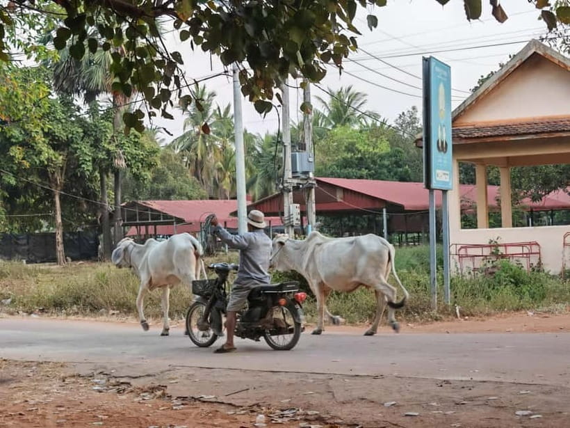 Siem Reap: Monk Blessings and Village Life Scooter Tour - Riding through villages and rice paddies