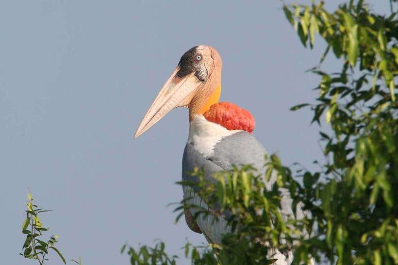 Siem Reap: Prek Toal Tonle Sap Biosphere Reserve Tour - Key points to know before booking