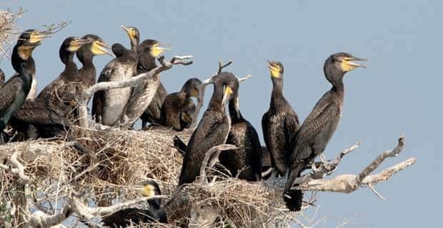 Siem Reap: Prek Toal Tonle Sap Biosphere Reserve Tour - FAQ